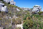 Kapstadt: Wanderung auf dem Tafelberg